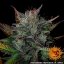 Glue Gelato Auto - autoflowering marijuana seeds 5 pcs Barney´s Farm
