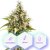 Auto Amnesia - 3pcs Cannapio autoflowering seeds