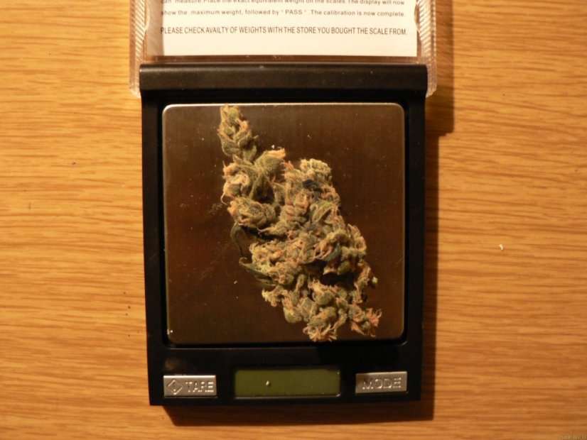 Liberty Haze - feminisierte Samen 10 Stück Barney's Farm