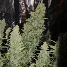 Niagara - autoflowering Samen 3 Stück, Doctor's Choice