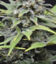 AK 47 / Critical + Auto - selbstblühende und feminisierte Samen 6 Stück Natural Seeds