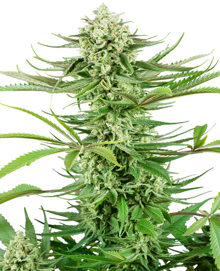 Cashew Kush - feminizované semienka konope 3 ks, Sensi Seeds