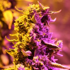 Doctor's Choice n.1 - autoflowering semena 10 ks, Doctor's Choice