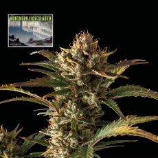 Northern Lights Auto - samonakvétací semena marihuany, 3ks Seedsman