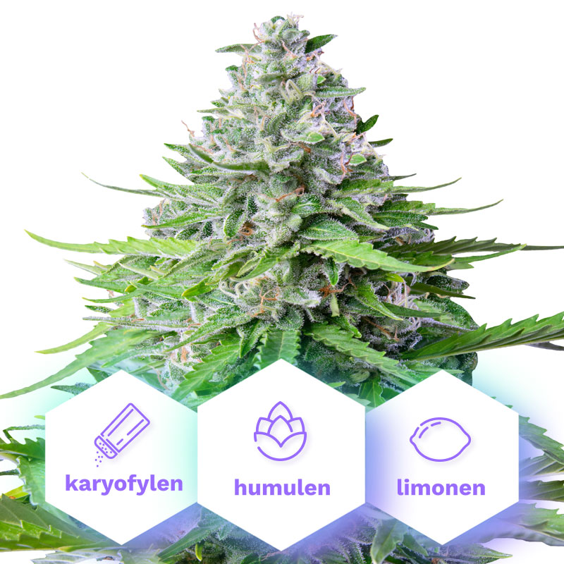 Auto Girl Scout Cookies - semillas autoflorecientes 3 uds Cannapio
