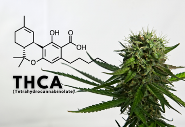 THCA: Co to jest i czym różni się od THC?