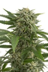Bubba Kush Auto - fem. a autoflowering semienka 5ks Dinafem