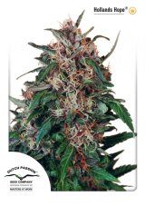Hollands Hope - Standardized Seeds 10 pcs Dutch Passion
