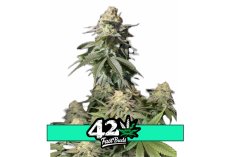 Orange Sherbet FF - feminizowane nasiona marihuany 5 szt Fast Buds