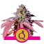 Пурпурна кралица - феминизирани семена 5 бр Royal Queen Seeds