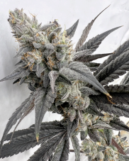 Solfire Gardens Mega Mind feminizovaná semena