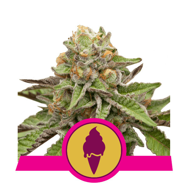 Green Gelato - feminizované semienka 3 ks, Royal Queen Seeds