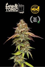Seedstockers Terp and Tonic feminized seeds