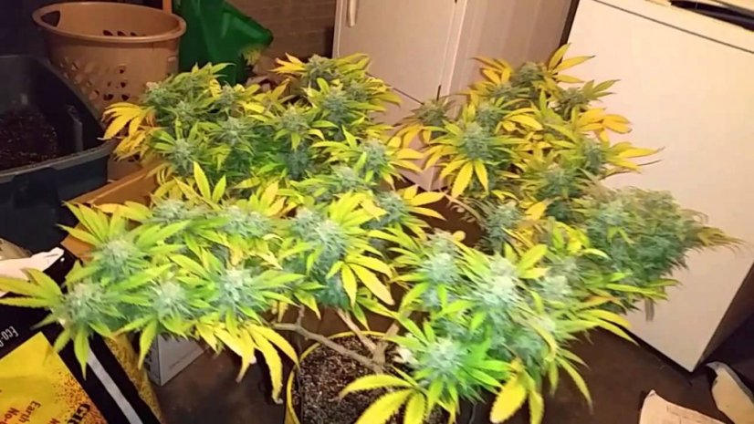 Masa krytyczna CBD - feminizowane nasiona 3in Dinafem