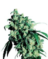 Super Skunk 10 ks štandardizované feminizované semená Sensi Seeds