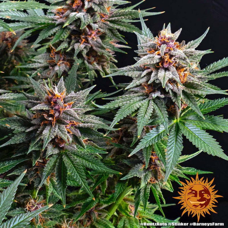 Runtz Auto - autoflowering semena marihuany 5 ks Barney´s Farm