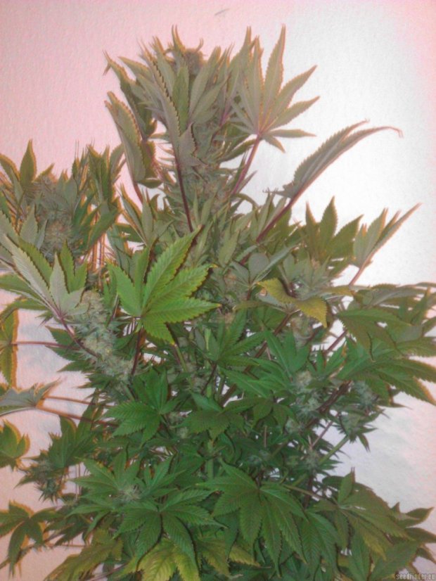 Fruit Spirit - feminizovaná semínka 10 ks Royal Queen Seeds