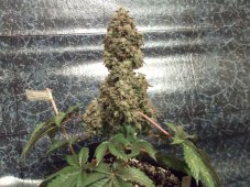 Bubba Kush - feminizovaná semienka 3ks Humboldt