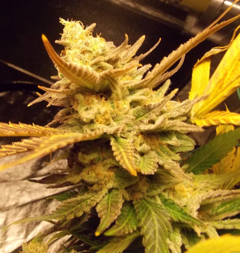 Vanilla Kush – feminizovaná semínka 5 ks Barney's Farm