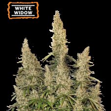 White Widow Auto Feminizowane Nasiona - 3