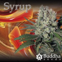 Syrup - feminizovaná a samonakvitacie semienka Buddha Seeds