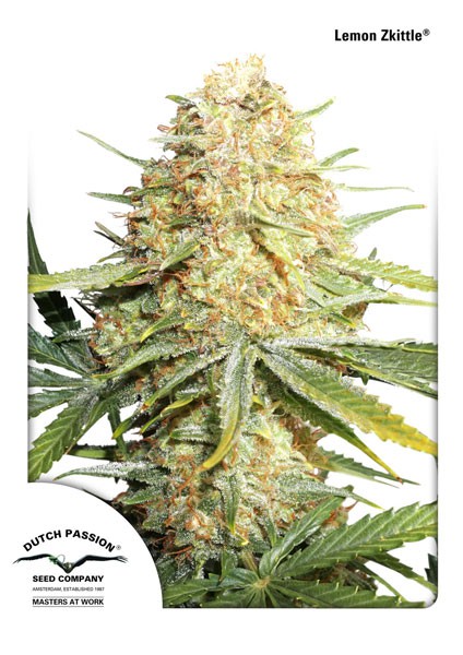 Lemon Zkittle - feminizovaná semienka 3ks Dutch Passion