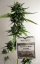 PolarLight  3®- autoflowering semienka 7ks Dutch Passion