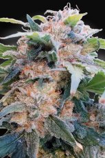 CBDream - feminizovaná semínka 10ks Paradise Seeds