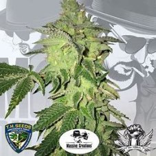 T.H. Seeds Shiloh Z nasiona feminizowane