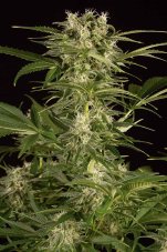 Lemon Juice Express Auto - fem. și semințe autofloritoare 5pcs Humboldt