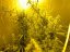 Super Silver Haze 3 ks feminizované semienka Dinafem
