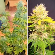 Super Mad Sky Floater - feminizovaná semena 3 ks, Super Sativa Seed Club