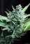 Skunk n.1 - semínka 10 ks standardizovaná Sensi Seeds
