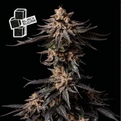 Black Sugar - feminizowane nasiona marihuany 3 sztuki, Seedsman