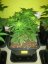 White Widow - 5 feminized Dinaf seeds