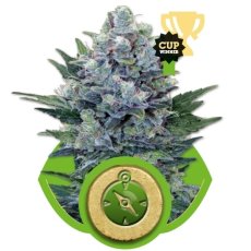 Northern Light Automatic - samokvitnúce semienka 3 ks Royal Queen Seeds