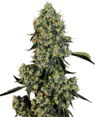 OG Kush Feminizowane Nasiona -5