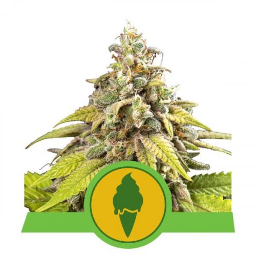 Green Gelato Auto - feminisierte Samen 5 Stück, Royal Queen Seeds