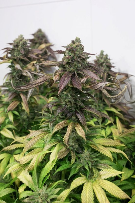 Lemon Kush Headband - feminizovaná semínka 3ks Humboldt