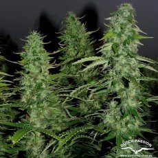 AutoWhite Widow® - selbstblühende Samen 7 Stück Dutch Passion Passion