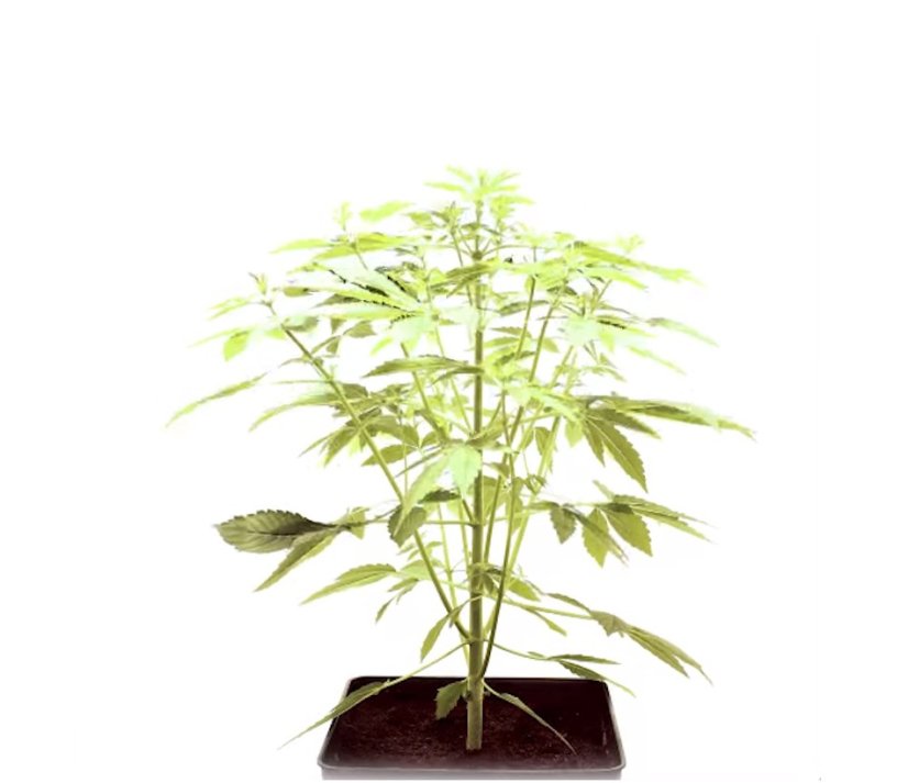 StarRyder autoflowering semínka 3ks Dutch Passion