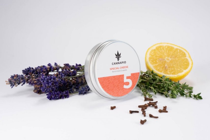 Special Cheese - 5 ks feminizované semienka Cannapio