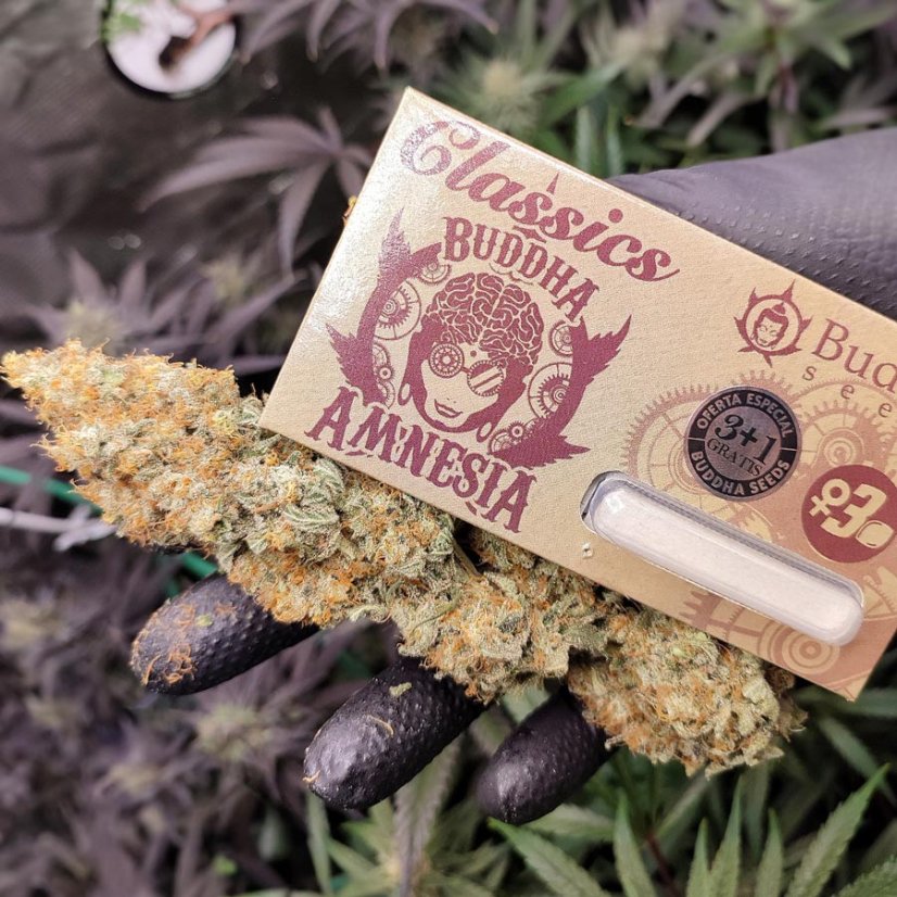 Buddha Amnesia, 3 sztuki, Buddha Seeds