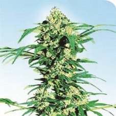 Early Girl - standardized seeds 10 pcs Sensi Seeds