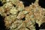 Super Haze - feminisierte 5ks Dutch Passion-Samen