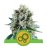 Bubble Kush - nasiona automatycznie kwitnące 10 szt Royal Queen Seeds