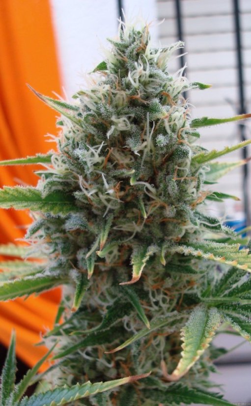 Super Skunk - 5 ks feminizovaná semínka Sensi Seeds