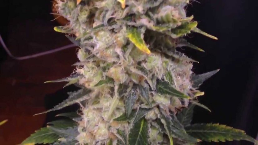 Royal Medic - feminizovaná semínka 5ks Royal Queen Seeds