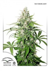 Auto Cinderella Jack® - fem. a samonakvétacie semená 7 ks Dutch Passion