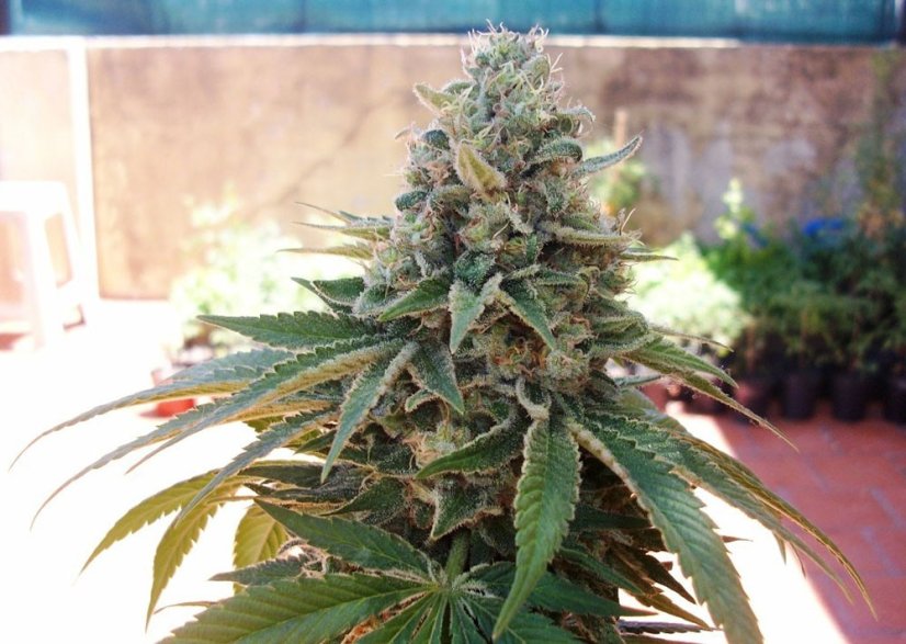 Night Queen  – feminizované semienka 10 ks Dutch Passion